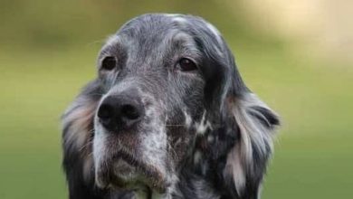 14 Adorable Facts You Didn’t Know About English Setters