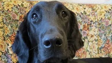 14 Things Only Flat-Coated Retriever Owners Will Understand