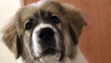 14 Reasons Why You Should Never Own Great Pyrenees