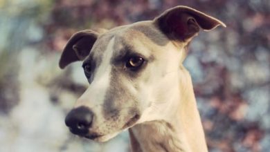 14 Things Only Greyhound Owners Know