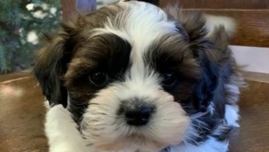 14 Cool Facts About The Havanese