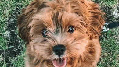 14 Photos Of Havanese That Will Make You Smile