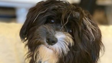 14 Things Only Havanese Dog Owners Will Understand