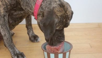 How Zenoo’s Freeze-Dried Dog Food Can Help Dogs Diet in the UK