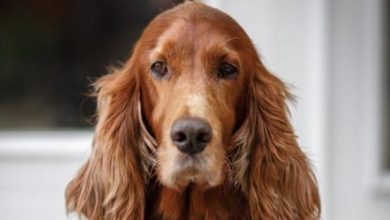15 Funny Facts About Irish Setters