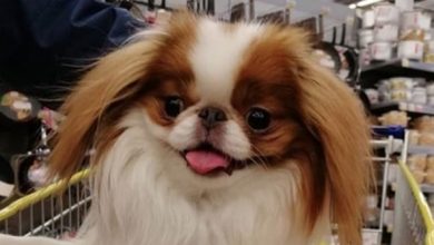 14 Funny Pictures Showing That Japanese Chin Will Never Miss Their Chance to Eat Something
