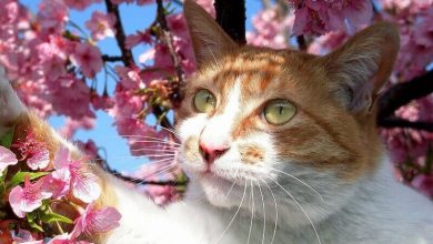 Best 500 Japanese Cat Names – Male & Female Names with Meanings
