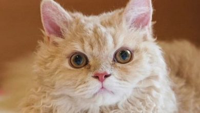 Top 18 Most Expensive Cat Breeds in The World You Should Know