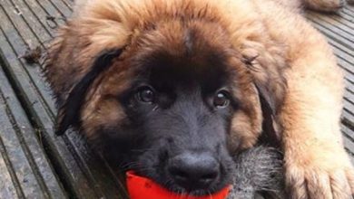 15 Impressive Facts About the Leonberger