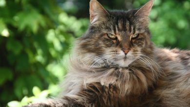 50+ Maine Coon Cat Quotes: Feline Wisdom for the Inspired Soul