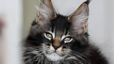 14 Maine Coon Facts Are So Unreal, You Wont Believe They’re All True