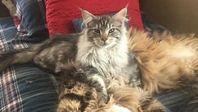15 Super Abilities of Maine Coon Cats