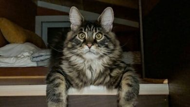 14 Photos of the Cutest Maine Coons on the Internet