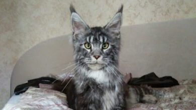 14 Tips To Make Your Maine Coon Adore You