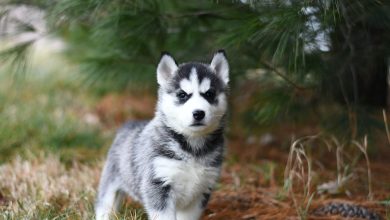 200 Native American Dog Names from Nature with Meanings