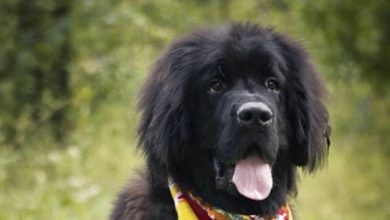 14 Funny Pictures Explaining Why People Adore Newfoundlands