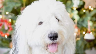 14 Magnificent Facts About Old English Sheep Dogs