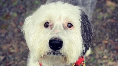 14 Reasons Why We Love Old English Sheepdogs