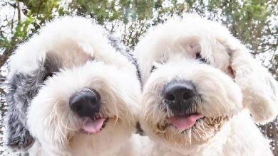 14 Amazing Facts About Old English Sheepdogs