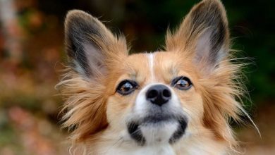 16 Fancy Facts About the Papillon