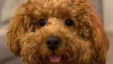 90 Unreal Poodle Cross Breeds You Have To See To Believe