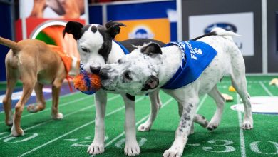 Puppy Bowl XVII – Highlights Of The Annual Puppy Bowl Matchup