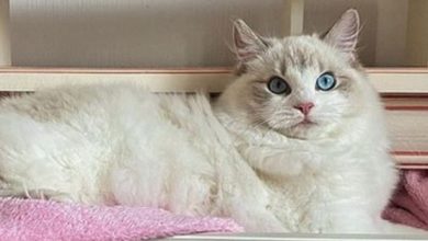 15 Funny Pictures of Ragdoll Cats Who Know Exactly How To Spend The Quarantine Period With Benefits