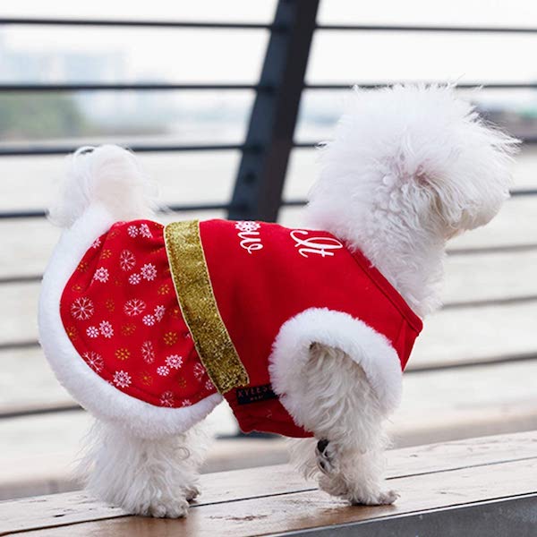 20+ Best Dog Christmas Costumes this Christmas Season