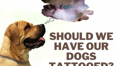 Dogs Tattooed For Identification – Is It Safe To Tattoo A Dog?