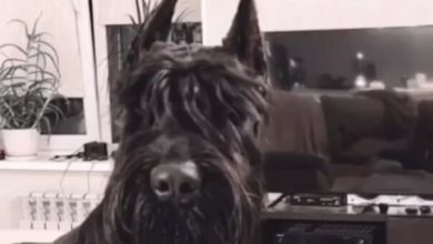 15 Funny Pictures Showing That Schnauzers are the Cutest Dogs Ever