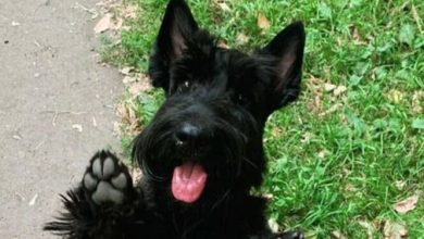 15 Reasons Why You Should Never Own Scottish Terriers