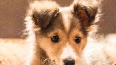 25 Shetland Sheepdog Mix Breeds – The Popular and Adorable Hybrid Dogs