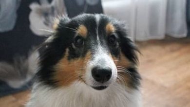 14 Realities That New Shetland Sheepdog Owners Must Accept
