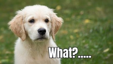10+ Funny And Hilarious Golden Retriever Riddles