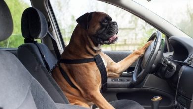 The Best Car Dog Names: 120+ Names For Dogs Inspired by Cars