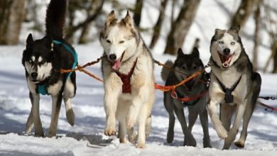 The Best Sled Dog Names: 100+ Ideas for Your Fur-ocious Friends