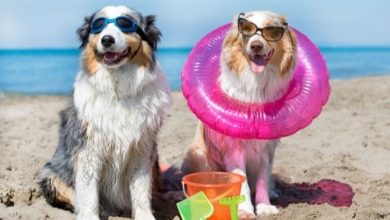 Top 90+ Saltwater Dog Names: Beach and Ocean Inspired Names