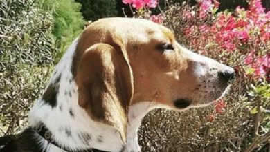 Top 130 Best Treeing Walker Coonhound Dog Names