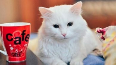 16 Hilarious Pictures Proving That Turkish Angora Cats Are Great In Working From Home