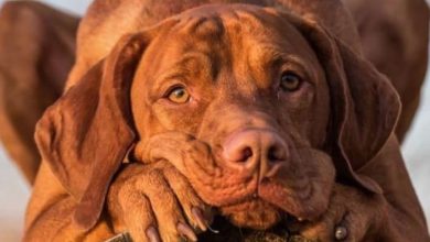 14 Reasons Why You Should Never Own Hungarian Vizslas