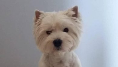 16 Reasons Why We Love West Highland Terriers