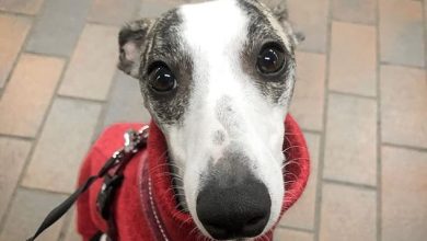 14 Quick Facts About Whippets
