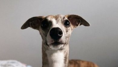 14 Things Only Whippet Owners Will Understand