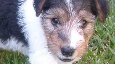 23 Cute Wire Fox Terrier Mixes That’ll Melt Your Heart