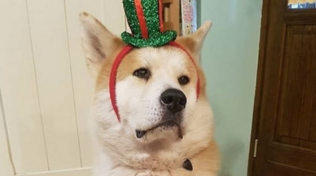14 Funny Akita Inu Pictures Dreaming About Christmas