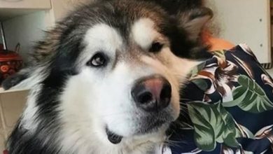 Top 70 Best Alaskan Malamute Dog Names