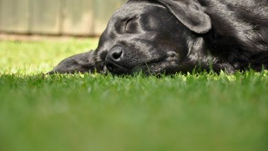 Why Do Dogs Like Laying in the Sun: 5 Reasons That Will Make You Smile