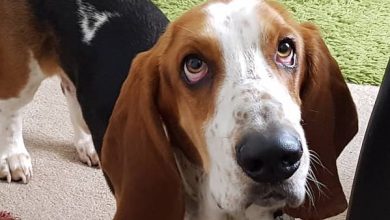 14 Funny Facts About Basset Hounds