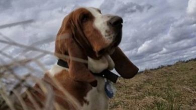 Top 89 Best Basset Hound Dog Names