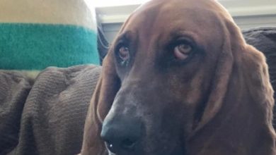 14 Amazing Facts About Basset Hounds